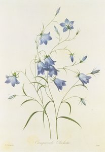 Campanule, gravée par Victor, de 